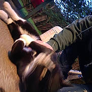 Tux is registered to the contest to win money with this photo: cat, black_and_white, person, petting, outdoor, garden, greenery, animal, blur, hand, fur, nature, daylight, playing, crouching, casual_clothing, dirt_ground, trees, bench, relaxation