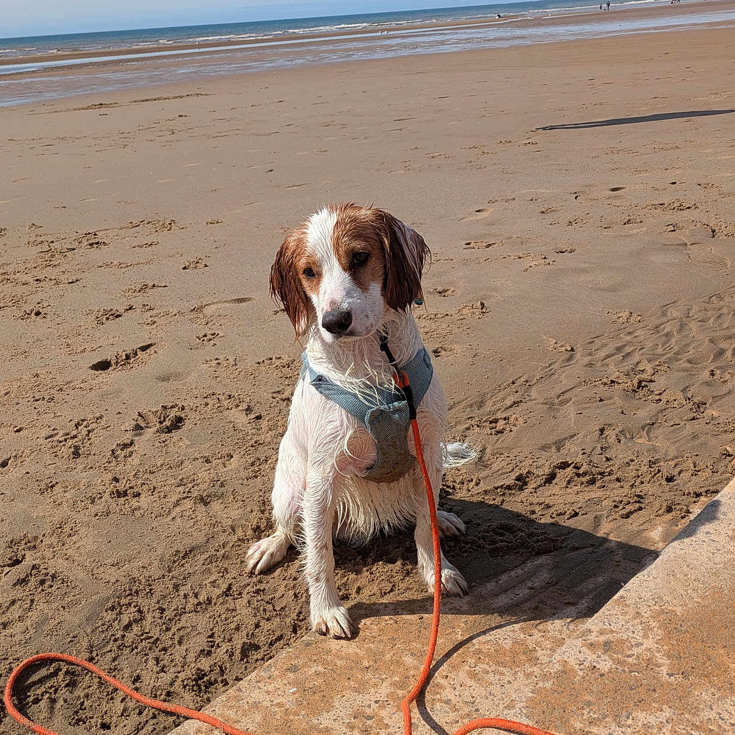 Max joined the competition — help win amazing prizes! animal, beach, canine, cute, daytime, dog, harness, leash, nature, ocean, outdoor, pet, playful, sand, seashore, sitting, sky, sunlight, water, wet