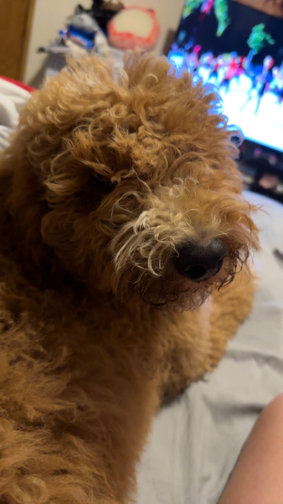 Axel joined the competition — help win amazing prizes! canidae, carnivore, companion_dog, dog, dog_breed, dog_collar, fur, labradoodle, maltepoo, poodle, poodle_crossbreed, small_terrier, snout, sporting_group, television, terrier, toy_dog, water_dog, working_animal, yorkipoo