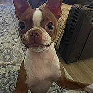 Daisy joined the competition — help win amazing prizes! dog, boston_terrier, pet, indoor, living_room, carpet, furniture, ears, curious, close_up, brown_and_white, canine, floor, cute, animal, domestic, alert, standing, wood_floor, cozy