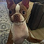 dog, boston_terrier, pet, indoor, living_room, carpet, furniture, ears, curious, close_up, brown_and_white, canine, floor, cute, animal, domestic, alert, standing, wood_floor, cozy