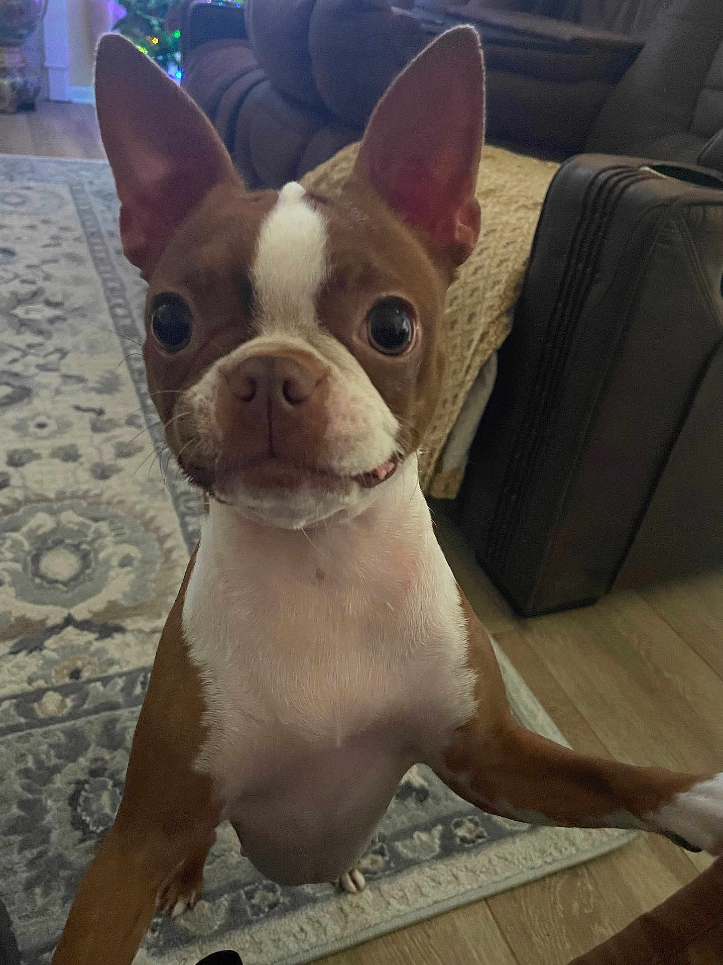 Daisy