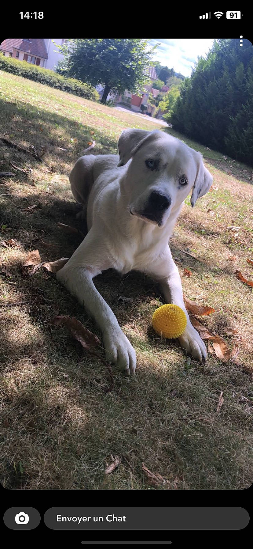 Beyda a rejoint le concours — aidez-le/la à gagner de superbes lots ! ball, carnivore, collar, companion_dog, dog, dog_breed, dog_collar, fawn, grass, gun_dog, paw, plant, retriever, soil, sports_toy, tail, tennis_ball, toy, tree, working_animal