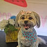 Lola joined the competition — help win amazing prizes! dog, small_dog, pet, portrait, sitting, smiling, happy, open_mouth, tongue, bow, hair_bow, bandana, watermelon, fruit_pattern, groomed, fluffy, brown_and_white, indoor, colorful_background, cute