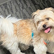 Lola joined the competition — help win amazing prizes! dog, small_dog, fluffy, long_hair, white_fur, tan_fur, tongue_out, harness, collar, leash, standing, indoors, carpet, floor, pet, cute, happy, looking_at_camera, tail, portrait
