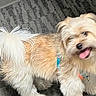 dog, small_dog, fluffy, long_hair, white_fur, tan_fur, tongue_out, harness, collar, leash, standing, indoors, carpet, floor, pet, cute, happy, looking_at_camera, tail, portrait