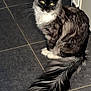animal, black_and_white, cat, companion, curious, cute, domestic_cat, ears, eyes, feline, fluffy_tail, fur, indoor, looking, mammal, pet, quiet, sitting, tile_floor, whiskers