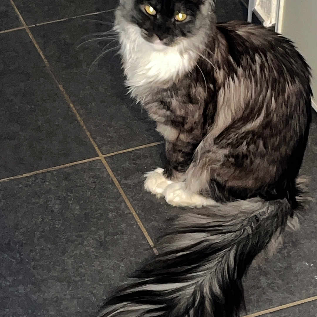 Whistler a rejoint le concours — aidez-le/la à gagner de superbes lots ! animal, black_and_white, cat, companion, curious, cute, domestic_cat, ears, eyes, feline, fluffy_tail, fur, indoor, looking, mammal, pet, quiet, sitting, tile_floor, whiskers