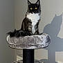 black_and_white, cat, cat_tree, cozy, ears, feline, fur, furniture, home, indoor, pet, plush, radiator, resting, shadow, sitting, tail, wall, whiskers, yellow_eyes