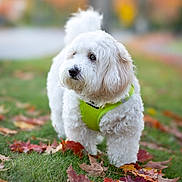 Lola is registered to the contest to win money with this photo: dog, white_dog, fluffy, green_harness, autumn, fallen_leaves, grass, outdoor, pet, portrait, bokeh, shallow_depth_of_field, closeup, cute, small_dog, walking, nose, eyes, fall_colors, leafy_ground