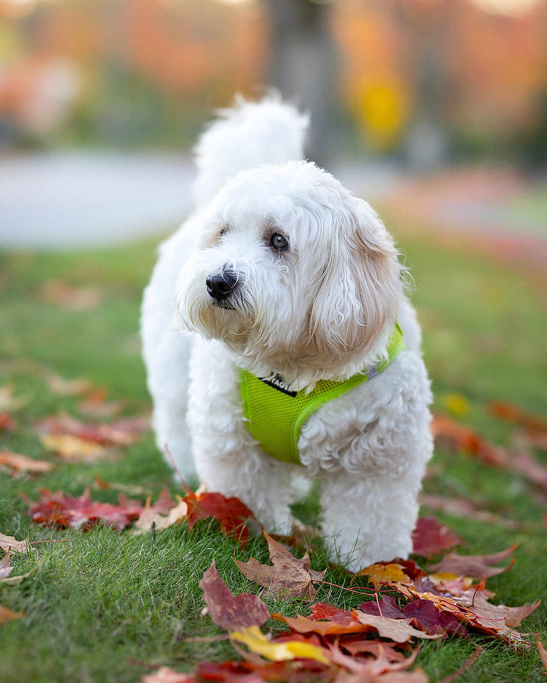 Lola is registered to the contest to win money with this photo: dog, white_dog, fluffy, green_harness, autumn, fallen_leaves, grass, outdoor, pet, portrait, bokeh, shallow_depth_of_field, closeup, cute, small_dog, walking, nose, eyes, fall_colors, leafy_ground