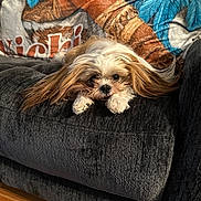 Smokey joined the competition — help win amazing prizes! dog, pet, couch, indoor, fluffy, long_hair, brown, white, black_nose, ears, blanket, texture, cozy, wood_floor, relaxed, closeup, lying_down, domestic_animal, fur, companion