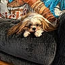 dog, pet, couch, indoor, fluffy, long_hair, brown, white, black_nose, ears, blanket, texture, cozy, wood_floor, relaxed, closeup, lying_down, domestic_animal, fur, companion