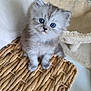 kitten, cat, blue_eyes, fluffy, cute, pet, animal, basket, woven, curious, soft, indoor, close_up, feline, young, adorable, small, fur, domestic_cat, cozy