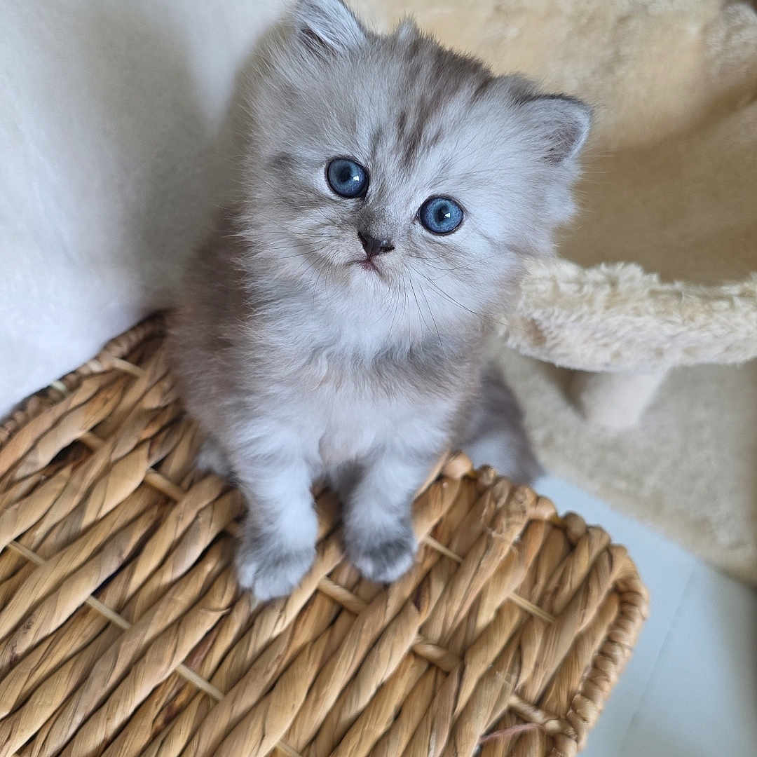 Millie is registered to the contest to win money with this photo: adorable, animal, basket, blue_eyes, cat, close_up, cozy, curious, cute, domestic_cat, feline, fluffy, fur, indoor, kitten, pet, small, soft, woven, young