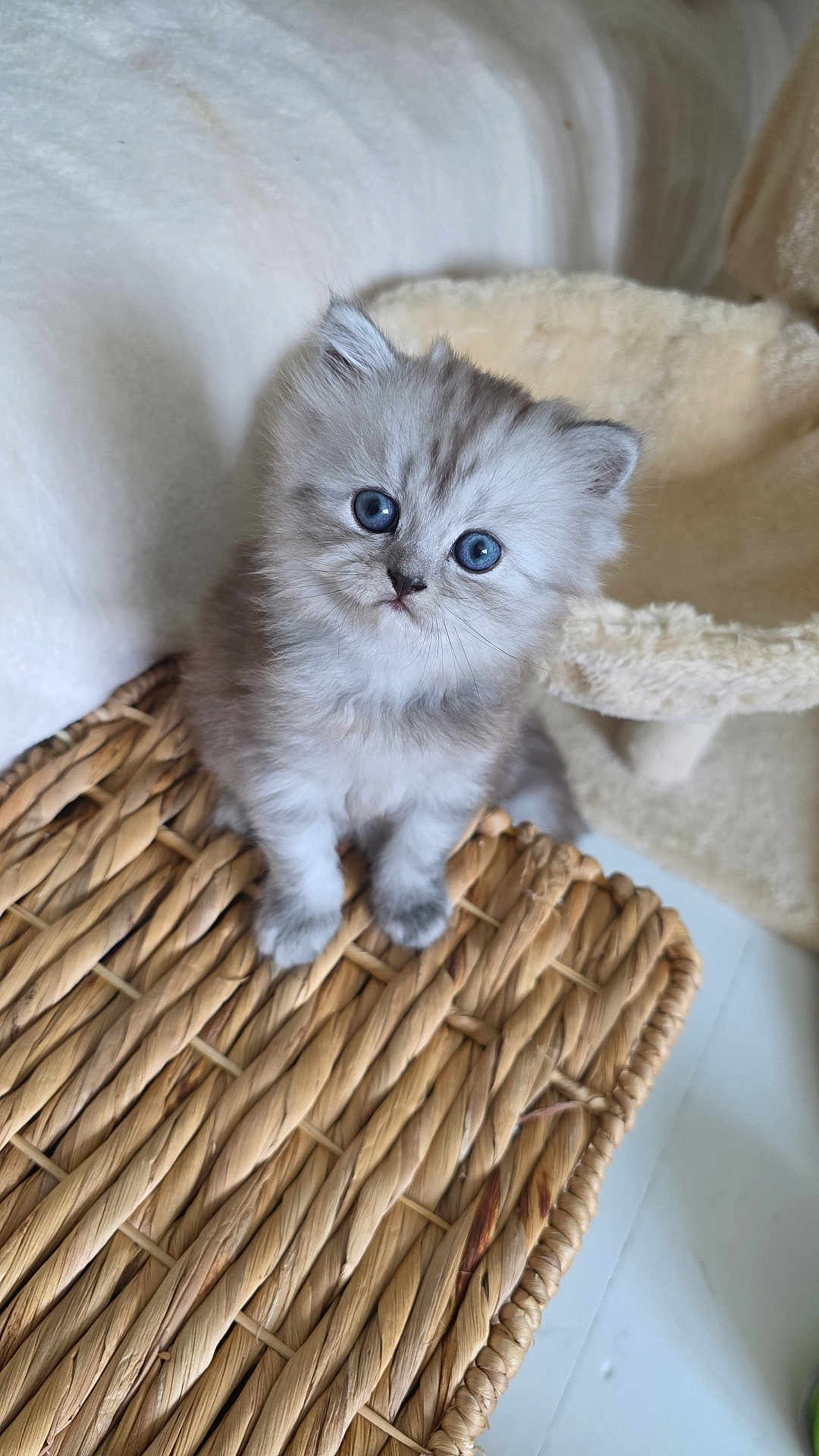 Millie is registered to the contest to win money with this photo: kitten, cat, blue_eyes, fluffy, cute, pet, animal, basket, woven, curious, soft, indoor, close_up, feline, young, adorable, small, fur, domestic_cat, cozy