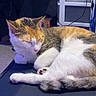 Piper joined the competition — help win amazing prizes! cat, calico_cat, sleeping, indoor, animal, pet, fur, paw, resting, bottle, red_cap, mat, furniture, cable, room, household, relaxing, domestic, closeup, quiet