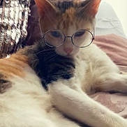 Piper is registered to the contest to win money with this photo: cat, calico, glasses_filter, lying_down, indoor, pet, feline, cute, relaxed, soft_surface, closeup, animal, whiskers, ears, nose, paws, fur, domestic_cat, resting, filter