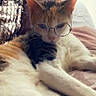 cat, calico, glasses_filter, lying_down, indoor, pet, feline, cute, relaxed, soft_surface, closeup, animal, whiskers, ears, nose, paws, fur, domestic_cat, resting, filter