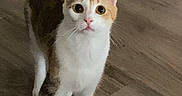 Piper joined the competition — help win amazing prizes! alert, animal, calico, cat, curious, cute, domestic, ears, feline, four_legs, fur_pattern, house_pet, indoor, looking_up, pet, small_animal, standing, whiskers, wooden_floor, young_cat