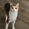 cat, calico, pet, animal, indoor, wooden_floor, curious, looking_up, whiskers, ears, four_legs, feline, domestic, cute, young_cat, alert, standing, fur_pattern, small_animal, house_pet