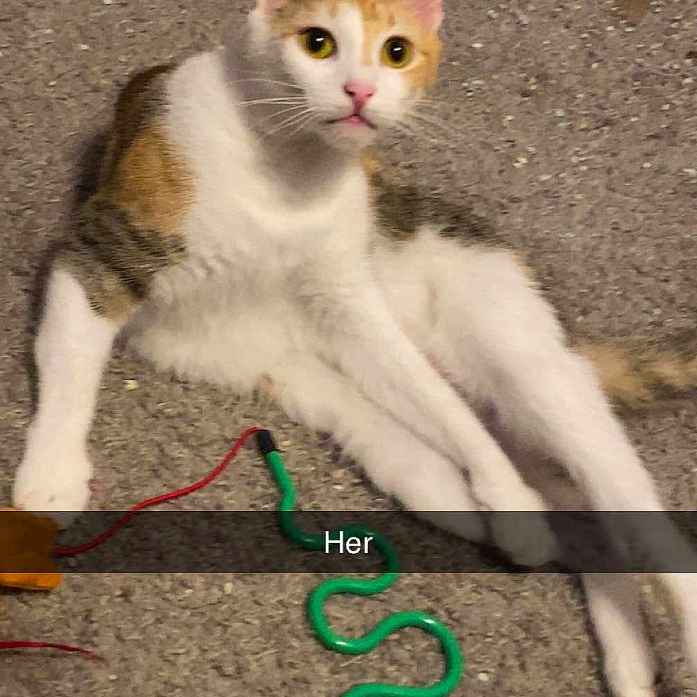 Piper