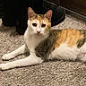 Piper is registered to the contest to win money with this photo: cat, calico, carpet, boots, indoor, feline, pet, animal, relaxed, fur, whiskers, ears, eyes, floor, home, domestic, cute, resting, looking, quiet