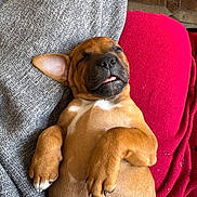Aïka participe au concours pour gagner de l'argent avec cette photo : adorable, animal, blanket, canine, cozy, cute, dog, fur, gray_blanket, indoor, paw, pet, puppy, red_cushion, relaxed, resting, sleeping, snout, tongue_out, young_dog