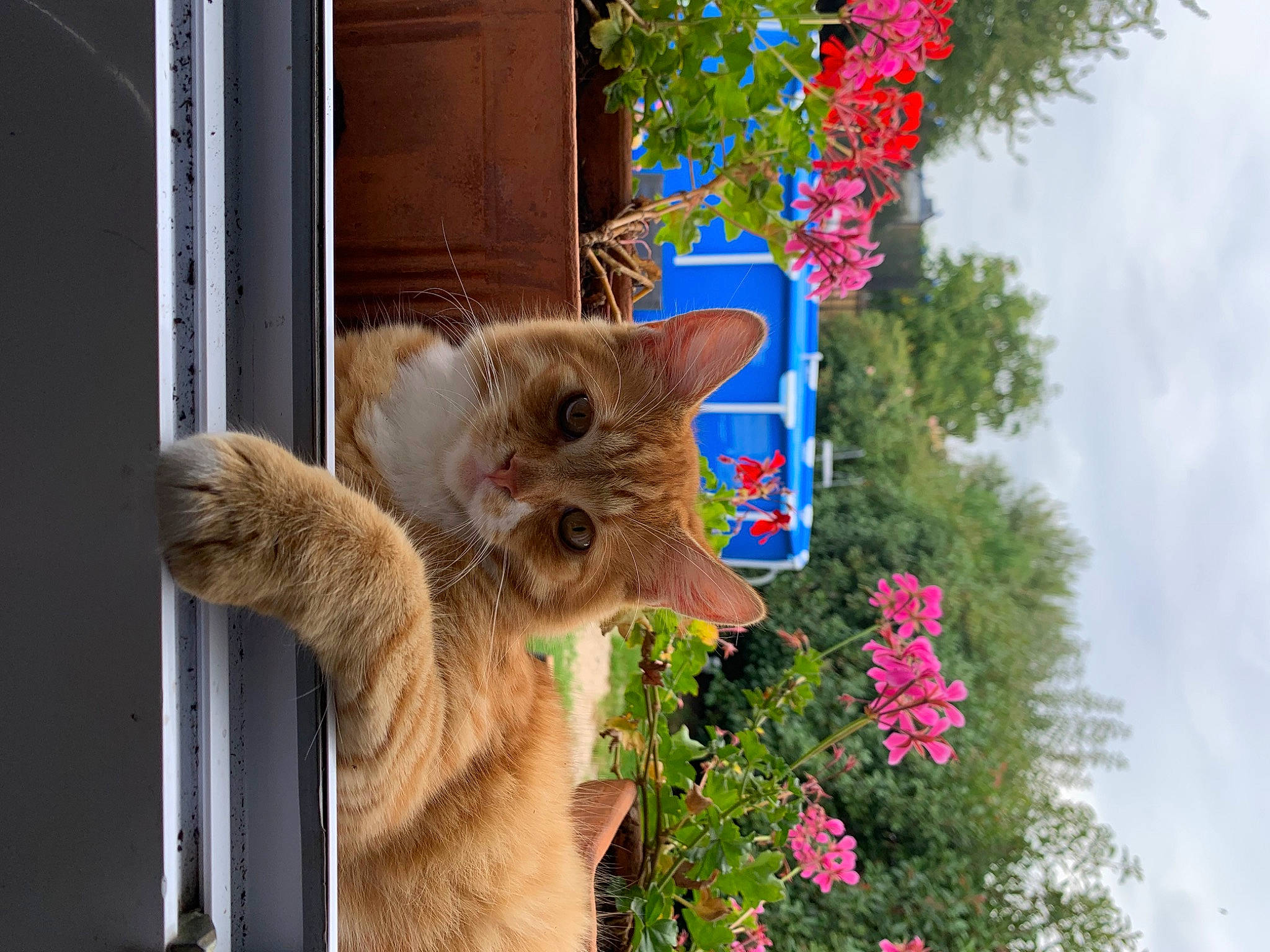 Minato a rejoint le concours — aidez-le/la à gagner de superbes lots ! carnivore, cat, domestic_short_haired_cat, european_shorthair, fawn, felidae, flower, fur, kitten, organism, plant, polydactyl_cat, small_to_medium_sized_cats, whiskers