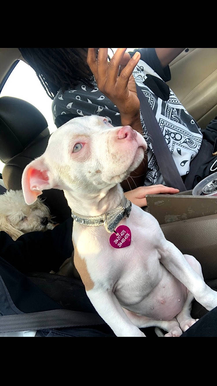 Venus is registered to the contest to win money with this photo: auto_part, automotive_lighting, automotive_window_part, canidae, carnivore, collar, companion_dog, dog, dog_breed, dog_collar, fawn, guard_dog, hood, pink, snout, sporting_group, vehicle_door, whiskers, windshield, working_animal