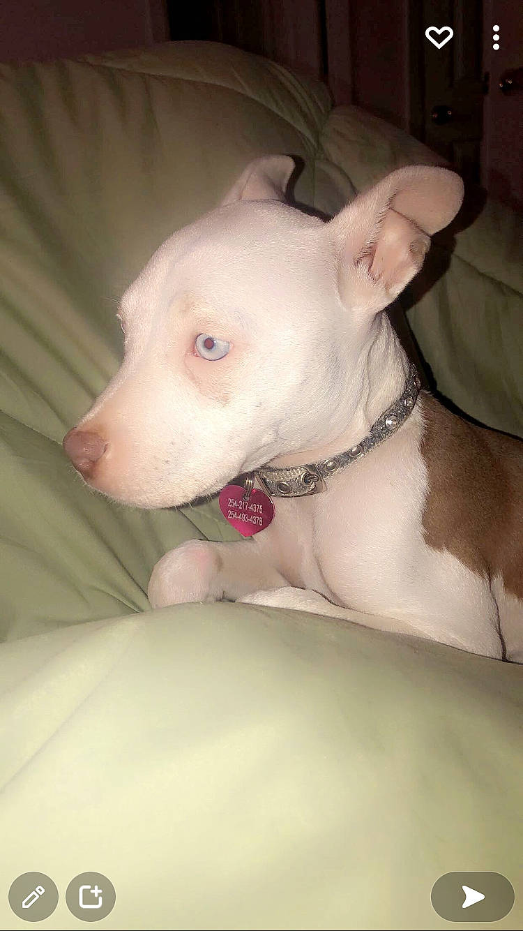 Venus is registered to the contest to win money with this photo: bull_terrier, canidae, carnivore, comfort, companion_dog, dog, dog_breed, dogo_argentino, domestic_pig, english_white_terrier, eye, fawn, livestock, non_sporting_group, snout, sporting_group, suidae, terrestrial_animal, whiskers, working_animal