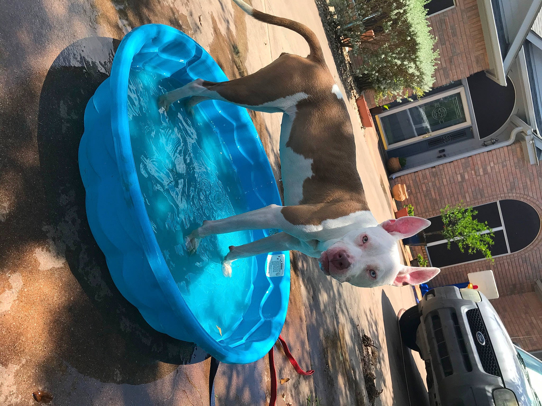 Venus is registered to the contest to win money with this photo: art, automotive_exterior, canidae, car, carnivore, companion_dog, dog, dog_breed, electric_blue, family_car, fawn, fun, leisure, mammal, plant, sporting_group, sunglasses, tree, vehicle_door, water