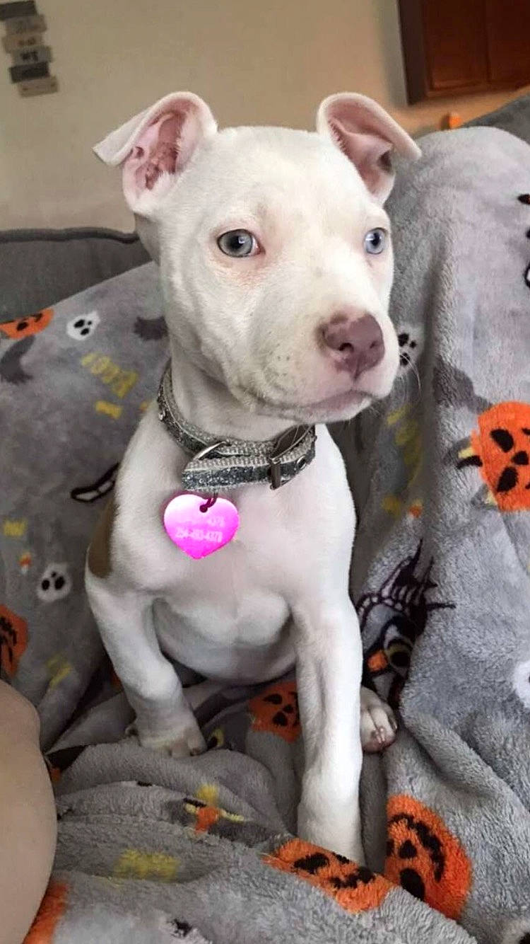 Venus is registered to the contest to win money with this photo: carnivore, collar, companion_dog, dog, dog_breed, dog_collar, dog_supply, fawn, grey, non_sporting_group, pink, snout, terrestrial_animal, working_animal