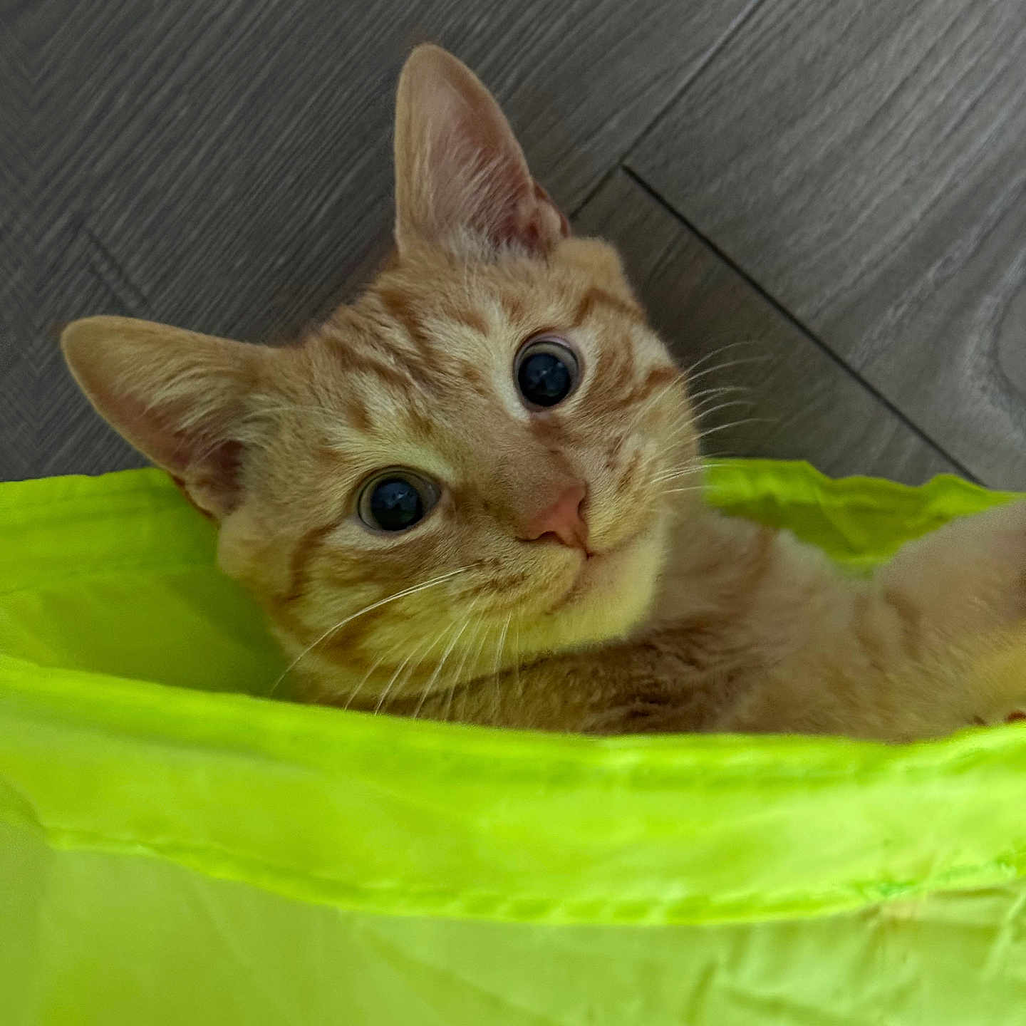 Lance is registered to the contest to win money with this photo: abyssinian, animal, bag, basket, bed, bucket, cat, furniture, hardwood, indoors, kitten, manx, pet, plastic, plasticbag, plywood, siamese, wood