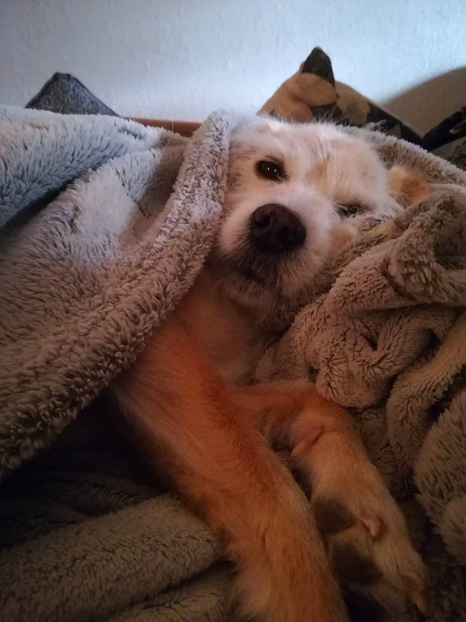 Junca participe au concours pour gagner de l'argent avec cette photo : canidae, carnivore, cat, dog, dog_breed, fur, mammal, nap, non_sporting_group, paw, puppy, puppy_love, whiskers