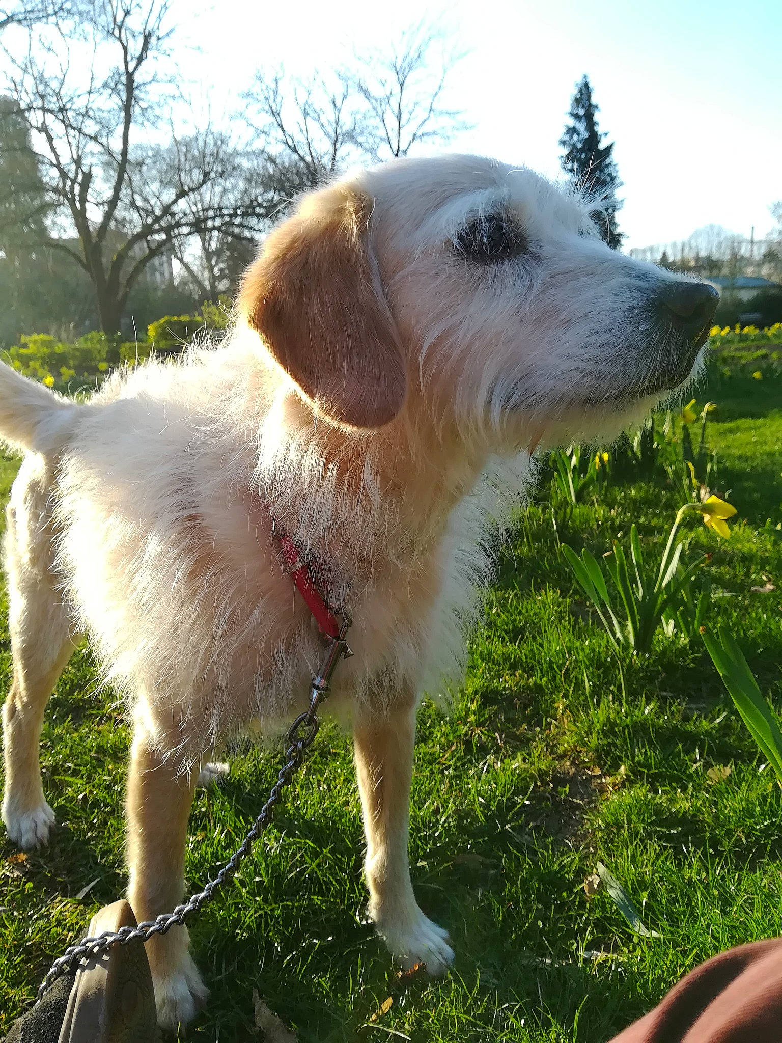 Junca a rejoint le concours — aidez-le/la à gagner de superbes lots ! canidae, carnivore, companion_dog, dog, dog_breed, golden_retriever, hunting_dog, istrian_coarse_haired_hound, mammal, rare_breed_dog, retriever, snout, sporting_group, vertebrate