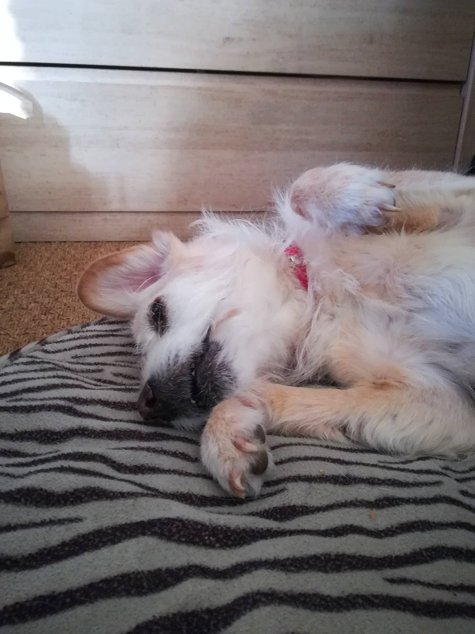 Junca participe au concours pour gagner de l'argent avec cette photo : canidae, carnivore, dog, dog_breed, domestic_rabbit, ear, fawn, mammal, rabbit, rabbits_and_hares, shih_tzu, vertebrate