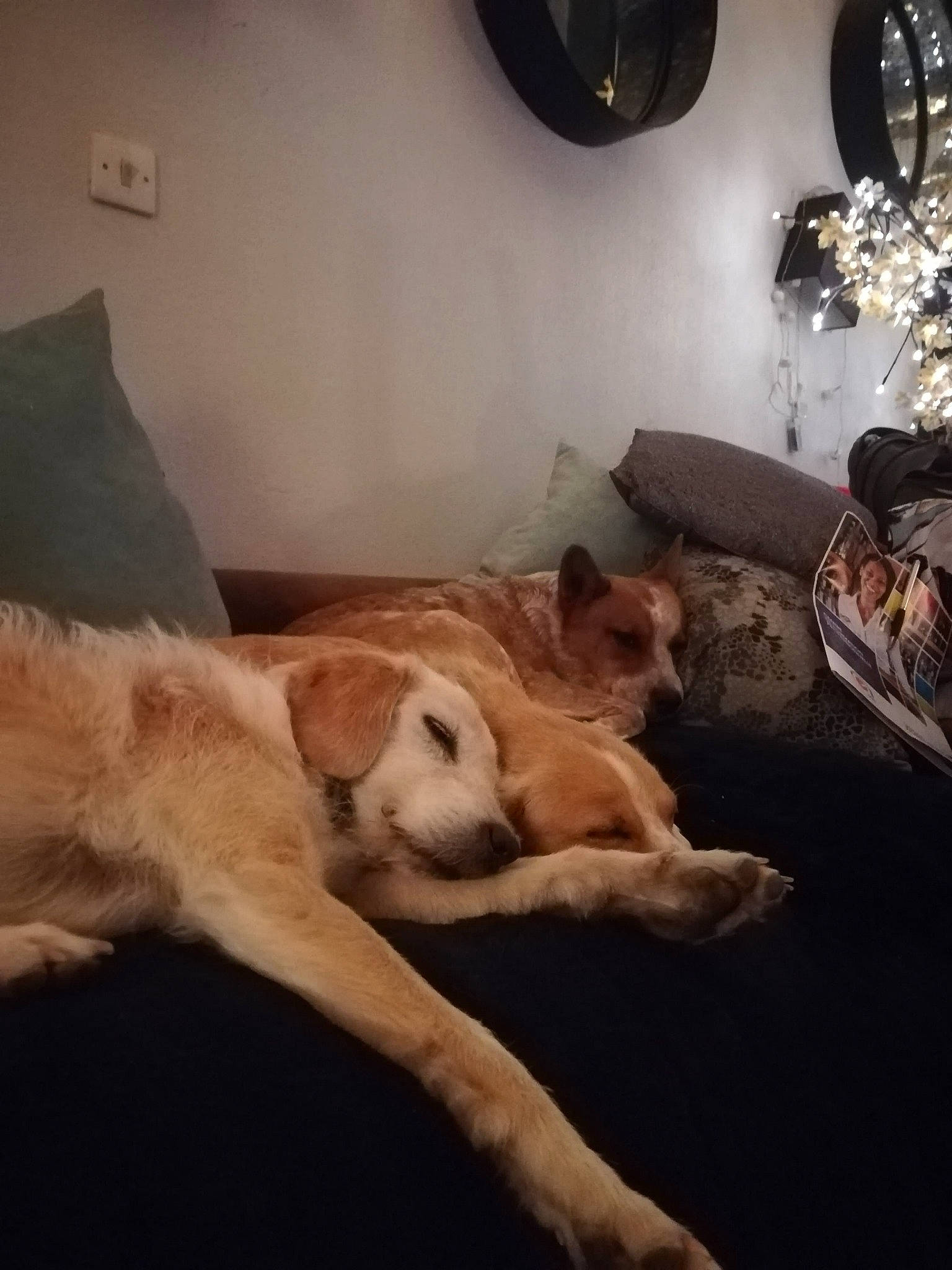 Junca a rejoint le concours — aidez-le/la à gagner de superbes lots ! canidae, carnivore, cloud, comfort, companion_dog, dog, dog_breed, fawn, fur, golden_retriever, labrador_retriever, lurcher, mountain, nap, puppy, retriever, sky, sleep, sporting_group, street_dog