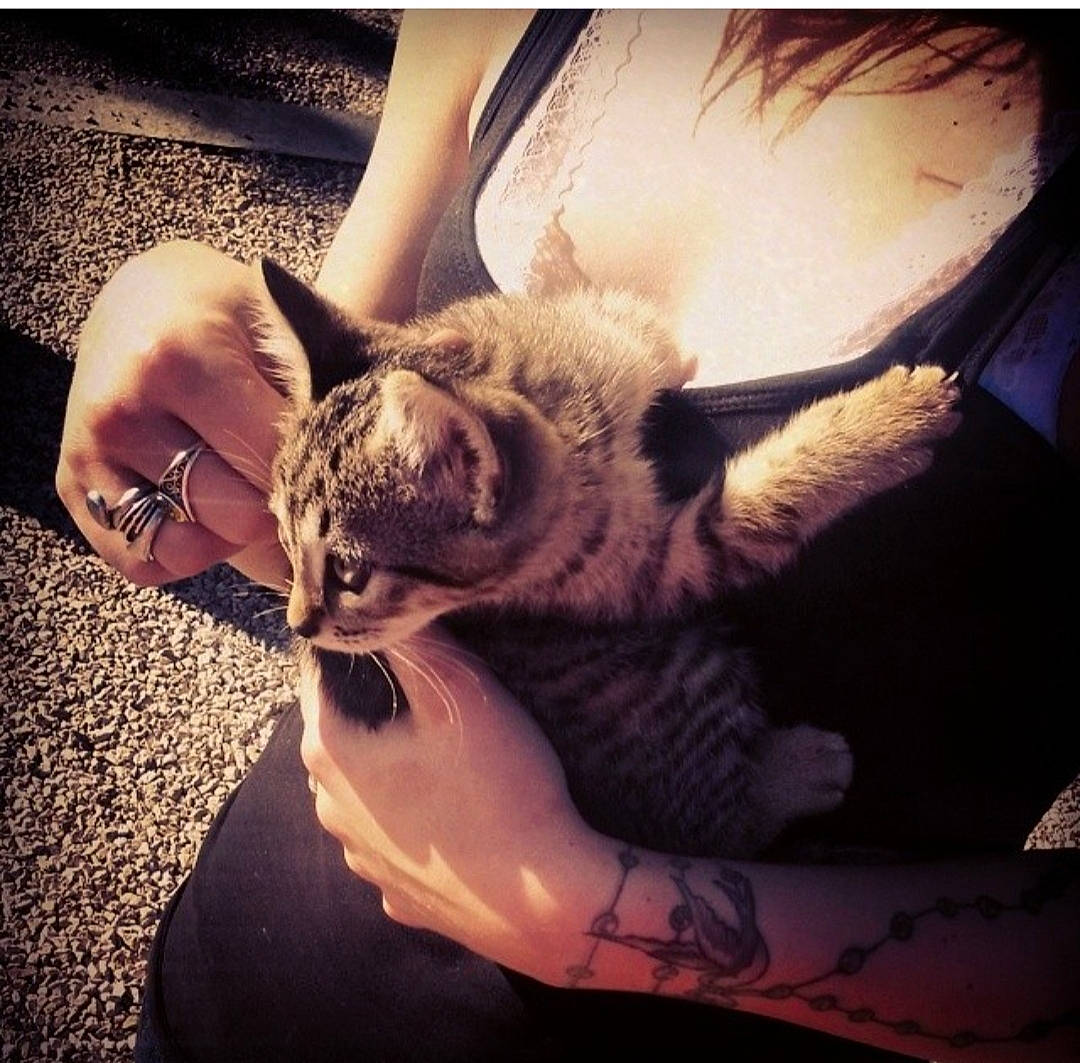 Tintin a rejoint le concours — aidez-le/la à gagner de superbes lots ! arm, beauty, carnivore, cat, cloud, ear, felidae, fur, hand, hug, human, interaction, kitten, leg, love, nap, sky, small_to_medium_sized_cats, tabby_cat, whiskers