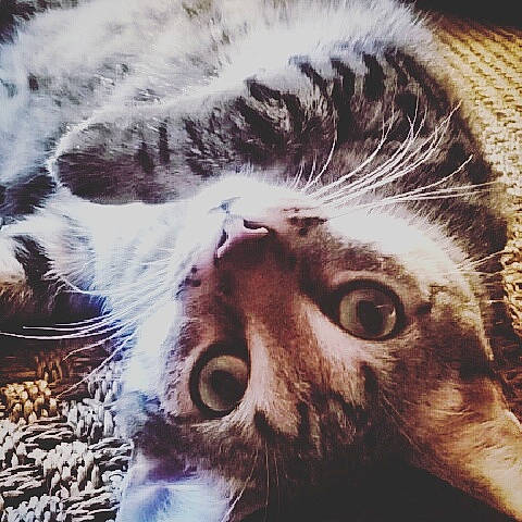 Tintin a rejoint le concours — aidez-le/la à gagner de superbes lots ! carnivore, cat, european_shorthair, eye, felidae, fur, head, kitten, nose, photography, small_to_medium_sized_cats, snout, tabby_cat, whiskers