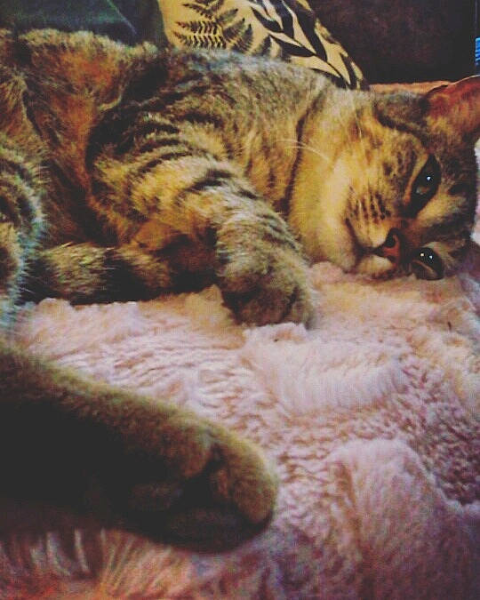 Tintin a rejoint le concours — aidez-le/la à gagner de superbes lots ! american_shorthair, asian, california_spangled, carnivore, cat, domestic_short_haired_cat, dragon_li, egyptian_mau, european_shorthair, felidae, fur, kitten, mammal, nap, ocicat, pixie_bob, small_to_medium_sized_cats, tabby_cat, toyger, whiskers