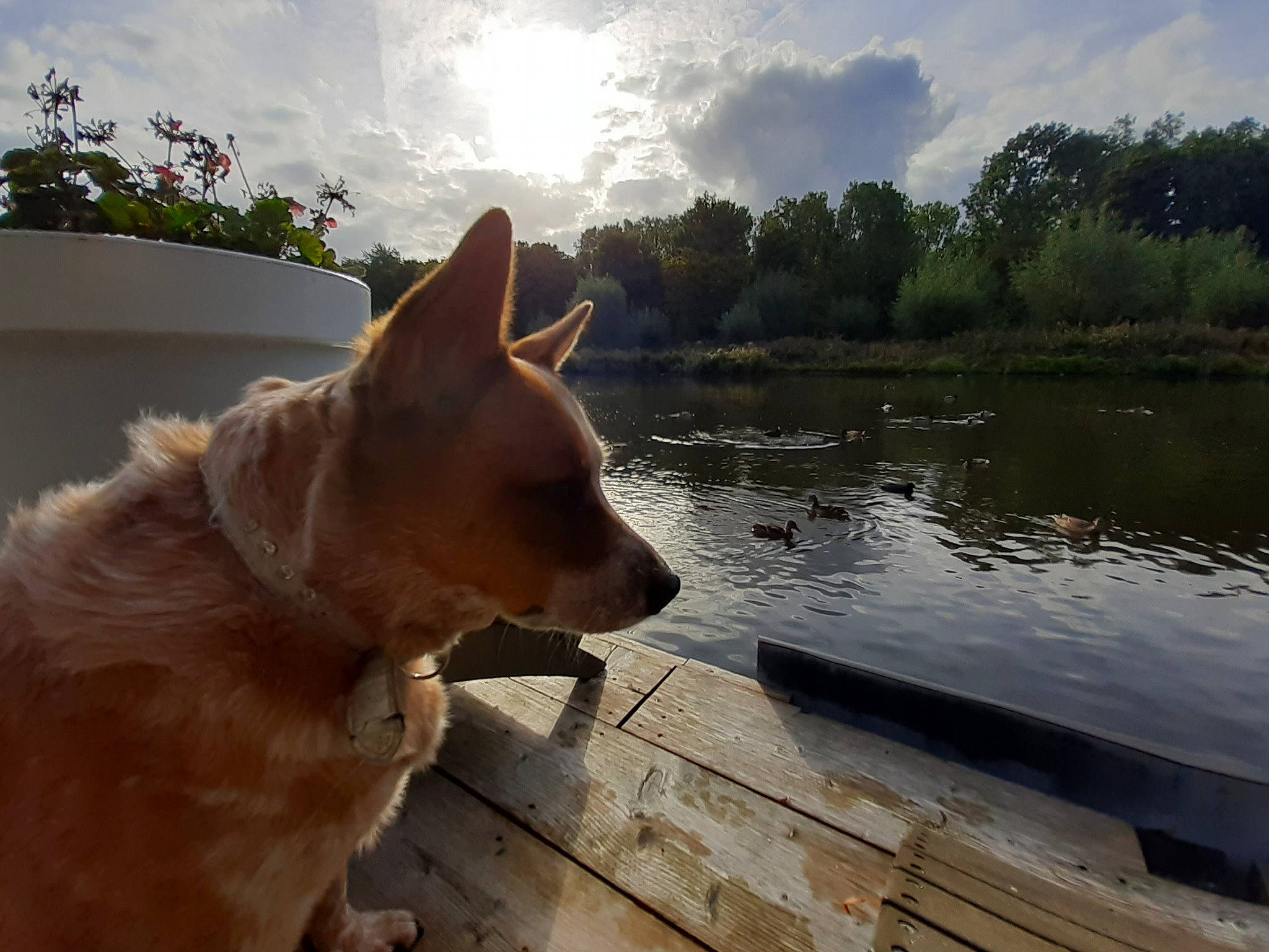 Melba  a rejoint le concours — aidez-le/la à gagner de superbes lots ! canidae, carnivore, carolina_dog, dog, dog_breed, fawn, mammal, norwegian_buhund, pariah_dog, snout, sporting_group, vertebrate