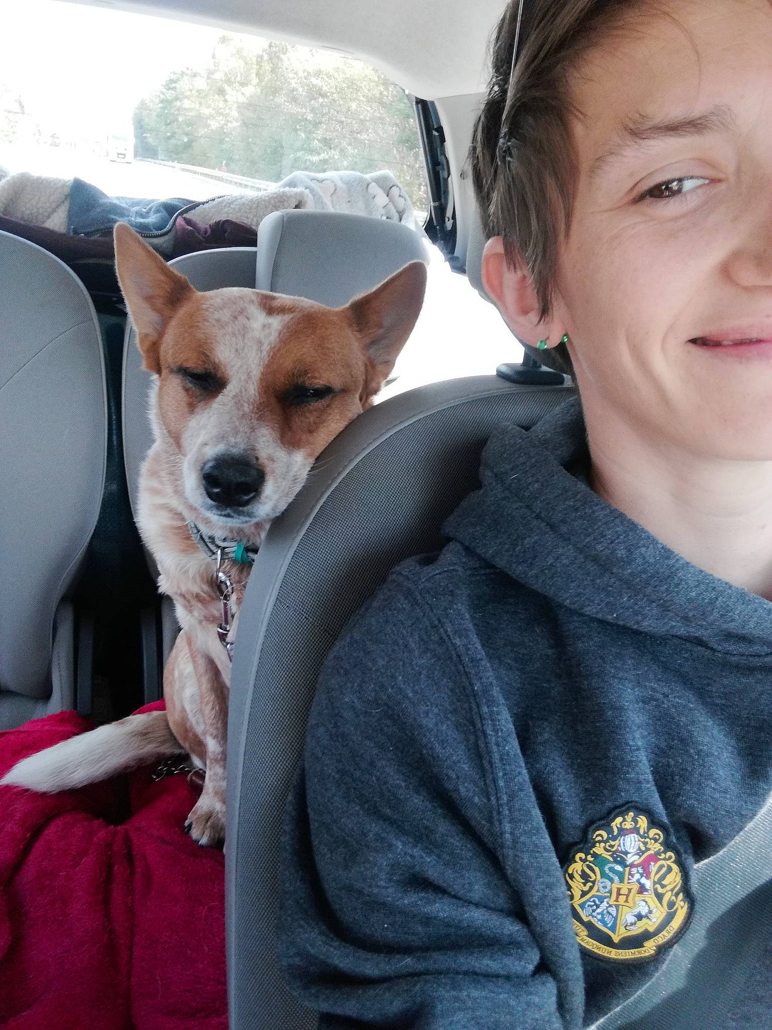 Melba  a rejoint le concours — aidez-le/la à gagner de superbes lots ! canidae, carnivore, companion_dog, dog, dog_breed, feist, mammal, puppy_love, rat_terrier, russell_terrier, snout, tenterfield_terrier