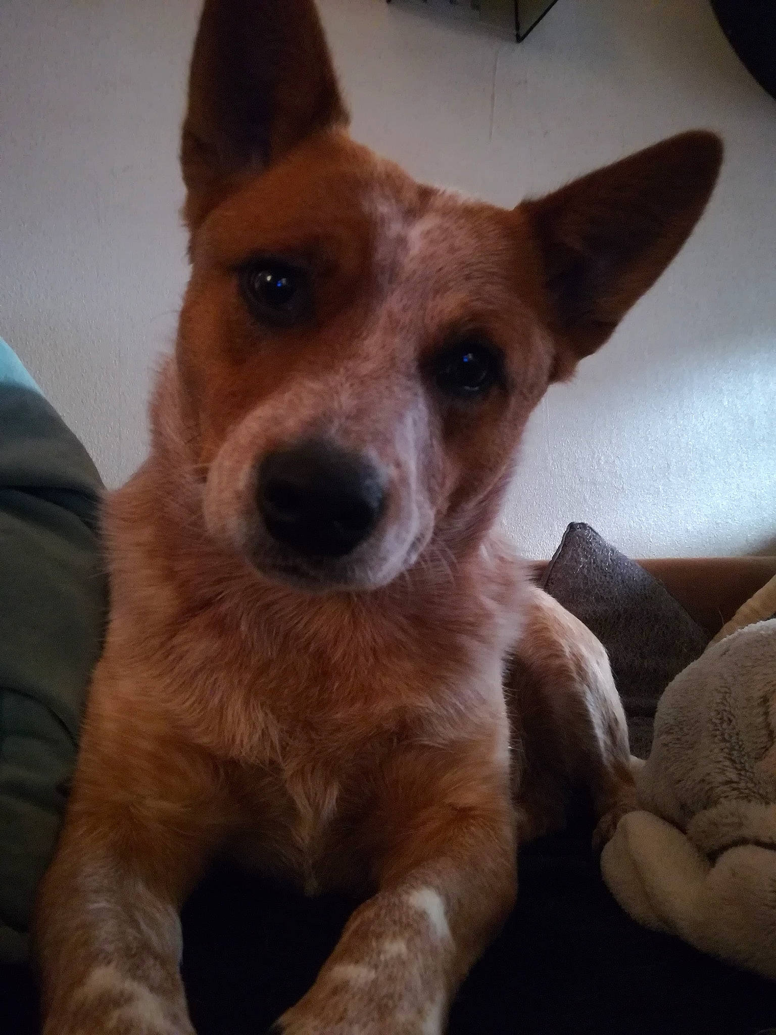 Melba  a rejoint le concours — aidez-le/la à gagner de superbes lots ! aspin, australian_cattle_dog, basenji, canidae, carnivore, carolina_dog, companion_dog, corgi_chihuahua, dog, dog_breed, ear, fawn, mammal, miniature_fox_terrier, puppy, rare_breed_dog, snout, street_dog, teddy_roosevelt_terrier, vertebrate