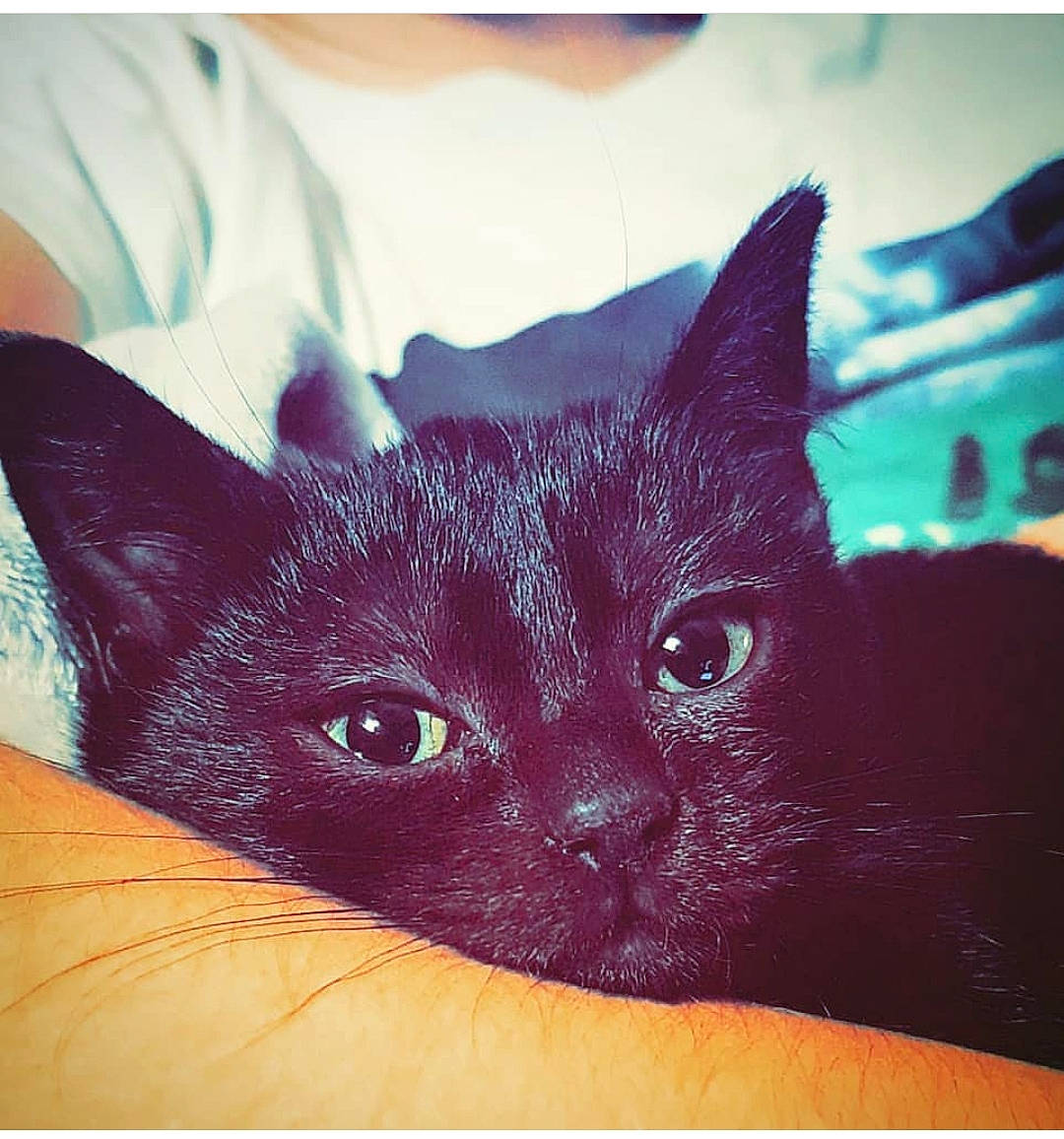 Kallah participe au concours pour gagner de l'argent avec cette photo : asian, black_cat, bombay, carnivore, cat, domestic_short_haired_cat, ear, eye, felidae, mammal, small_to_medium_sized_cats, snout, whiskers