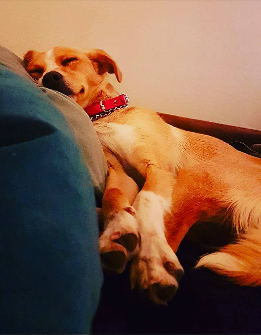 Ivy participe au concours pour gagner de l'argent avec cette photo : canidae, carnivore, companion_dog, dog, dog_breed, ear, gesture, golden_retriever, hand, love, nap, paw, puppy, puppy_love, retriever, sporting_group