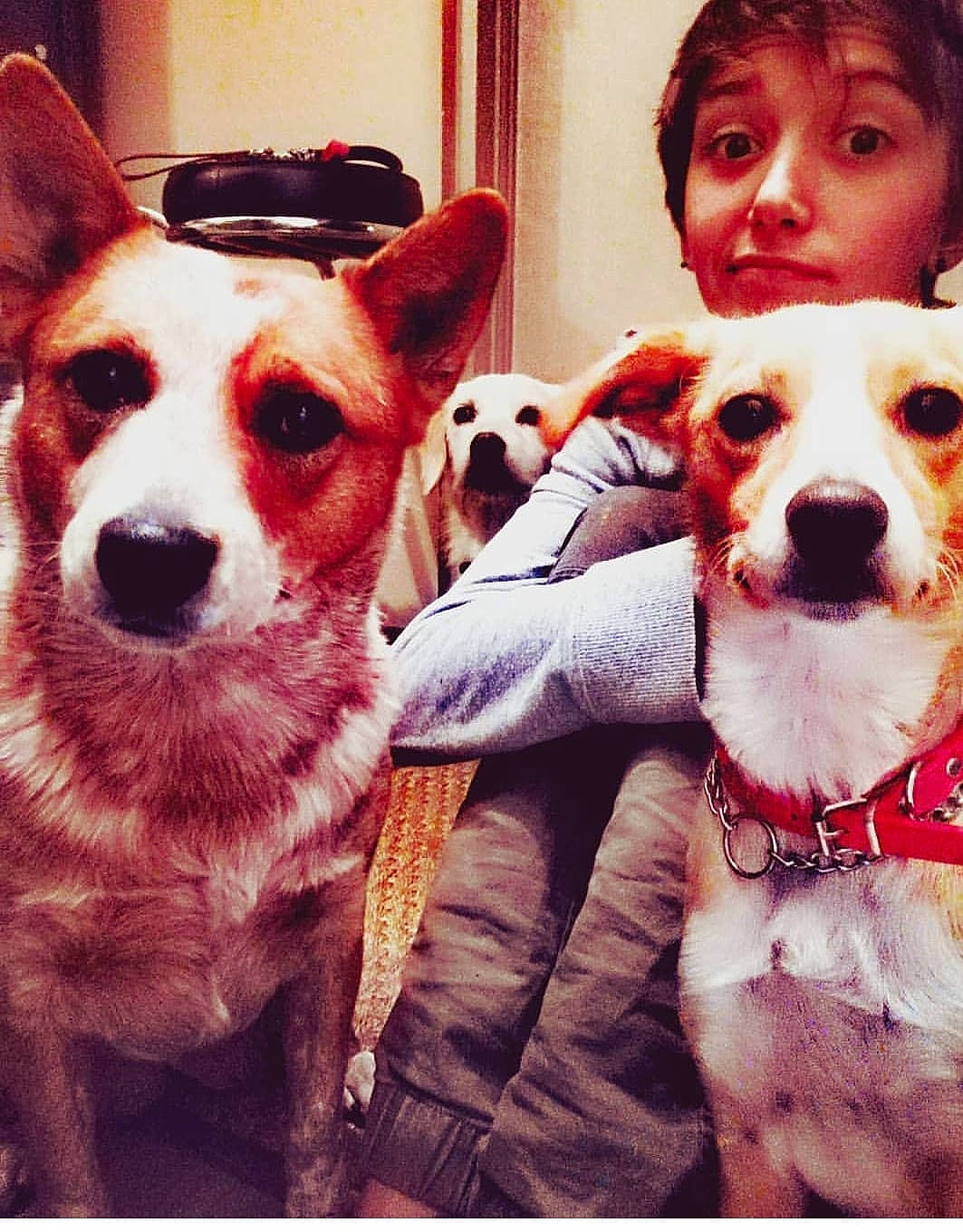 Ivy participe au concours pour gagner de l'argent avec cette photo : canidae, cardigan_welsh_corgi, carnivore, companion_dog, dog, dog_breed, ear, head, love, mammal, nose, pembroke_welsh_corgi, photography, puppy_love, russell_terrier, selfie, smile, snout, vertebrate, welsh_corgi