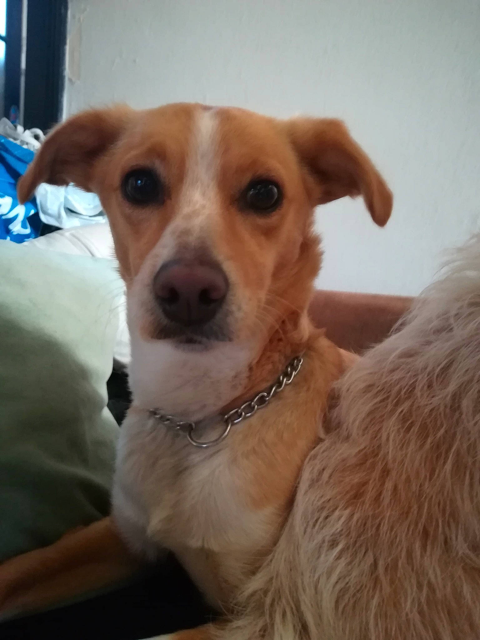 Ivy participe au concours pour gagner de l'argent avec cette photo : canidae, carnivore, companion_dog, corgi_chihuahua, dog, dog_breed, ear, fawn, feist, mammal, nose, parson_russell_terrier, potcake_dog, puppy, rare_breed_dog, russell_terrier, snout, street_dog, whiskers