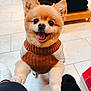 dog, pomeranian, pet, cute, smiling, sweater, indoor, floor, tile, fur, animal, happy, friendly, companion, paw, looking_up, bright_eyes, small_dog, adorable, cozy