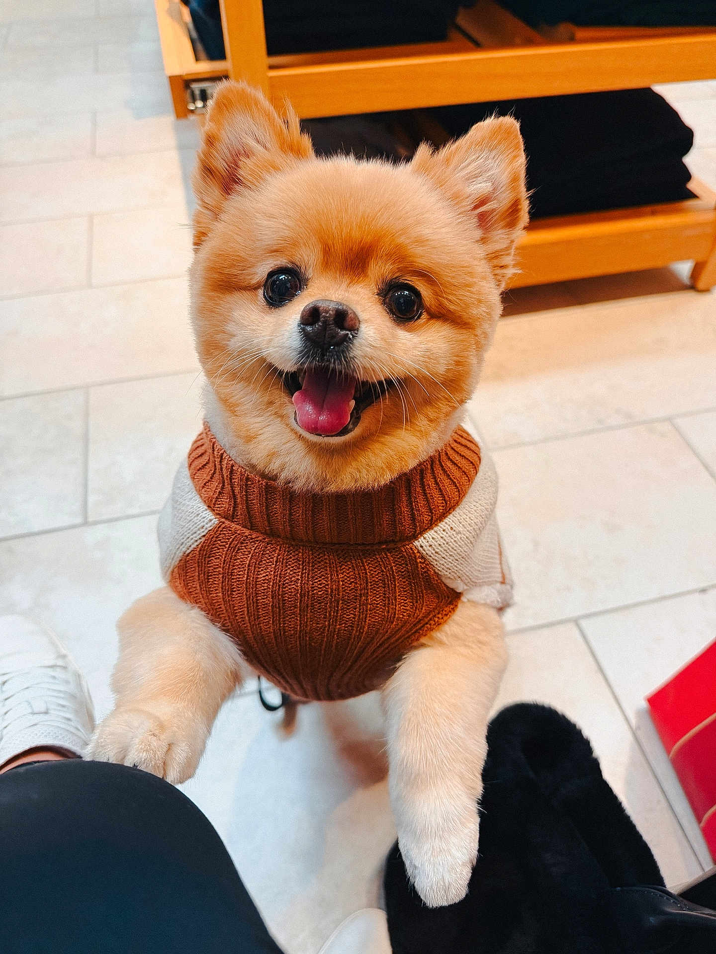 Hugo joined the competition — help win amazing prizes! dog, pomeranian, pet, cute, smiling, sweater, indoor, floor, tile, fur, animal, happy, friendly, companion, paw, looking_up, bright_eyes, small_dog, adorable, cozy